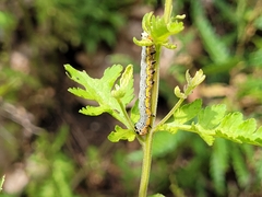 Pyrrhia exprimens