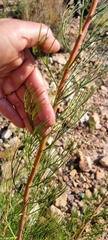 Serruria florida