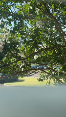 Lagerstroemia indica