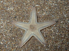 Astropecten jonstoni