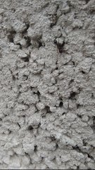 Myrmicinae