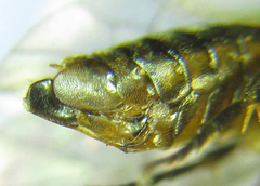 Pristiphora abietina