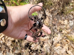 Pyrrhia exprimens