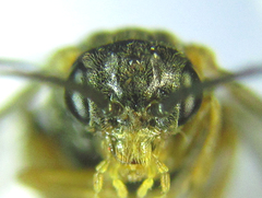 Pristiphora abietina