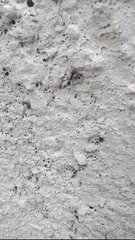 Myrmicinae