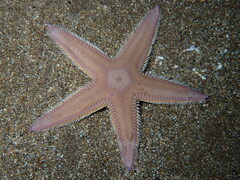 Astropecten irregularis