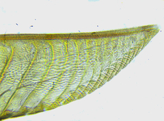 Pristiphora abietina