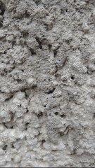 Myrmicinae