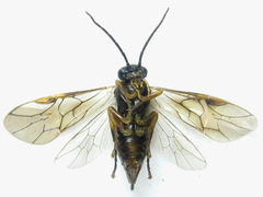 Pristiphora abietina