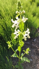 Stachys annua