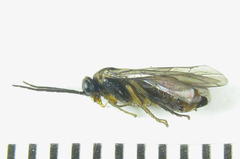 Pristiphora abietina