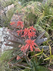 Aloe hahnii