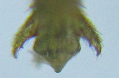 Pristiphora abietina