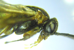 Pristiphora abietina