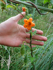 Caiophora contorta