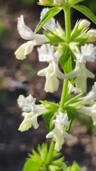 Stachys annua
