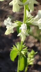 Stachys annua