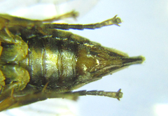 Pristiphora abietina