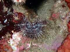 Acromegalomma vesiculosum