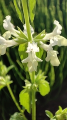 Stachys annua