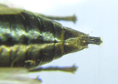 Pristiphora abietina