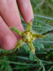 Caiophora contorta