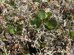 Salix herbacea