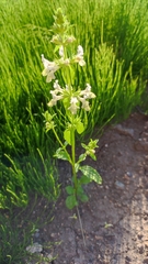 Stachys annua