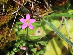 Centaurium somedanum