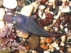 Lepadogaster purpurea