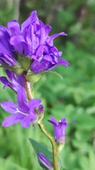 Campanula glomerata