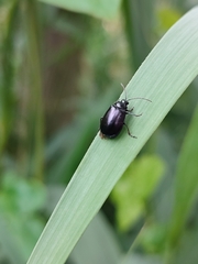 Agelastica alni