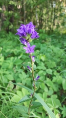 Campanula glomerata