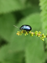 Agelastica alni
