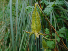 Caiophora contorta