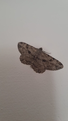 Peribatodes rhomboidaria