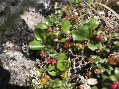 Salix herbacea