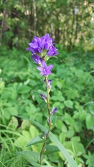 Campanula glomerata