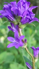 Campanula glomerata