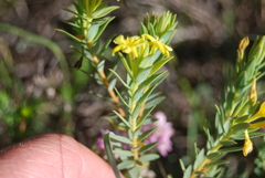 Gnidia styphelioides