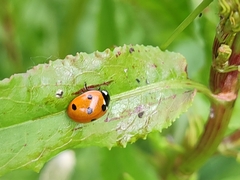Coccinella septempunctata