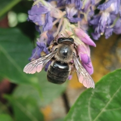 Xylocopa cantabrita