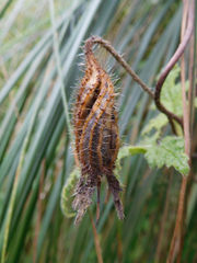 Caiophora contorta