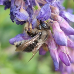 Xylocopa cantabrita