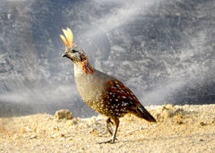 Callipepla douglasii