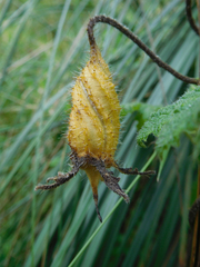 Caiophora contorta