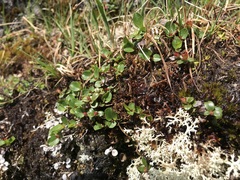 Salix herbacea