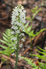 Stenanthium densum