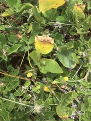 Amegilla quadrifasciata maderae