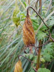 Caiophora contorta